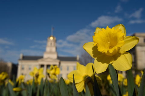 Blue Skies Blue Sky buildings Bulb and Tuberous campus Daffodil Daffodils Day Daylight Daytime Floriculture